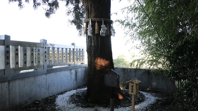 杉原神社のご神木