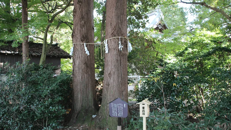 杉原神社の夫婦杉