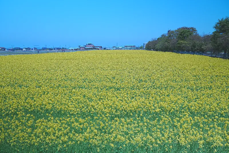 にゅうぜんフラワーロード2025菜の花のじゅうたん