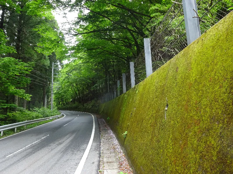 道路わきの緑のコケが美しい