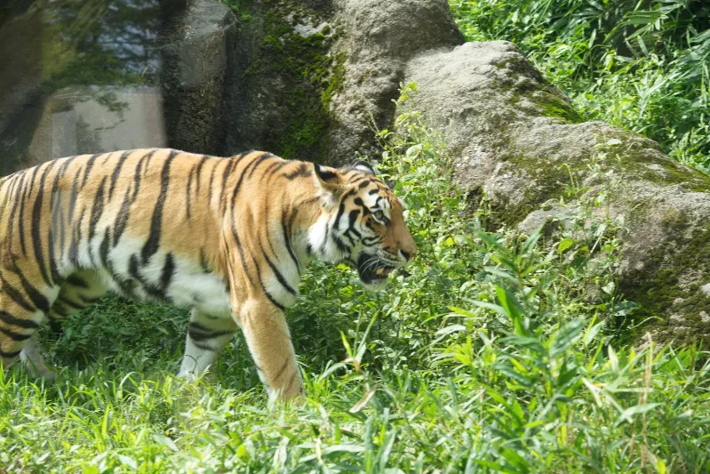 鋭い眼差しで歩くトラ。まさに百獣の王者の風格