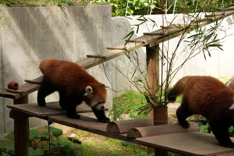 二匹で仲良く橋を渡るレッサーパンダ