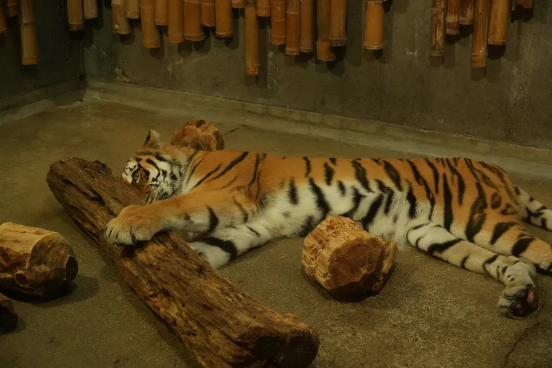 室内で横になる姿は、まるで大きな猫のよう