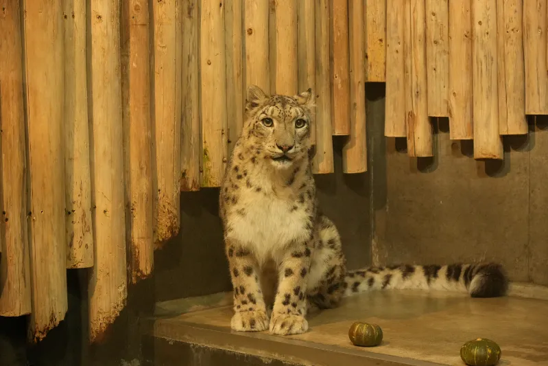 カメラ目線をくれたヒョウ。存在感抜群