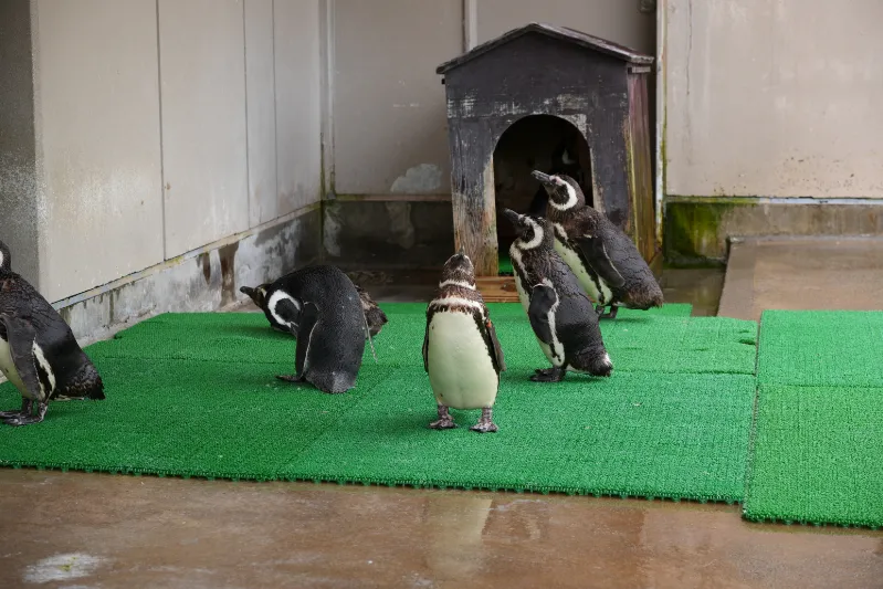 みんなで立ちながら昼寝するペンギン