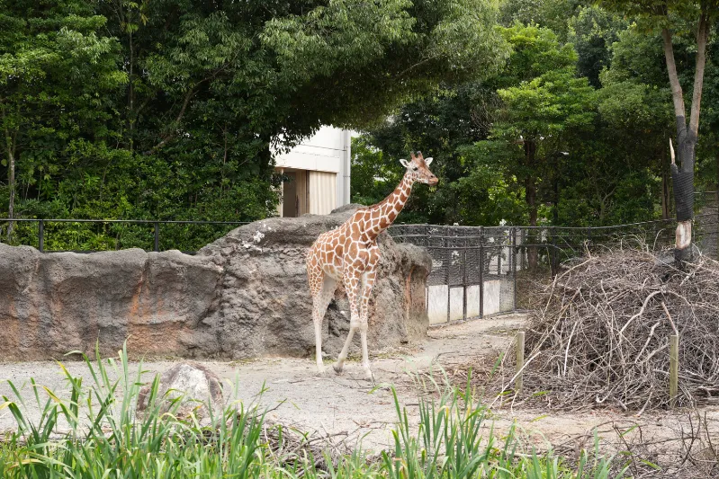 長い足と首を優雅に動かすキリン