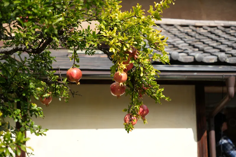 朝日に輝くイチジク。小布施の小さな発見。