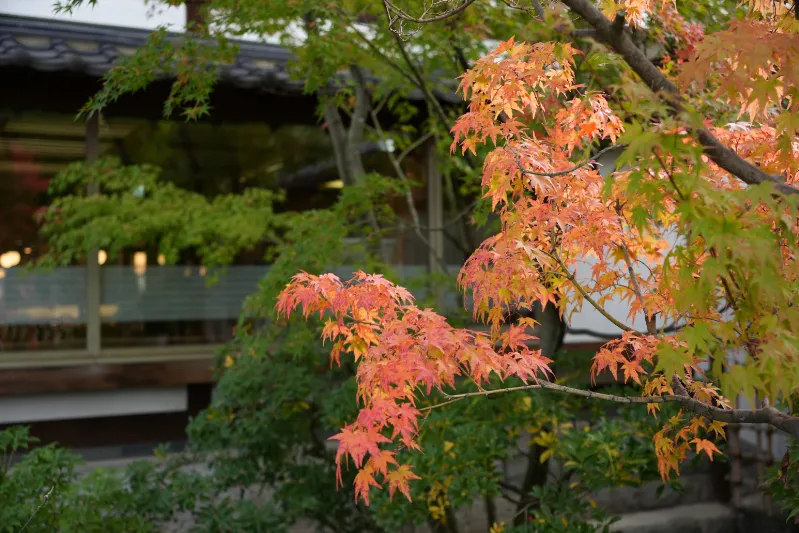 秋色に染まる小布施の散歩道。