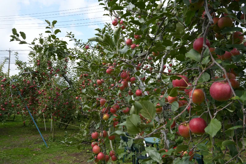 収穫を待つりんごたち（成田園）