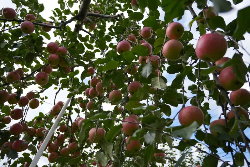 リンゴの甘酸っぱい香りが漂って
